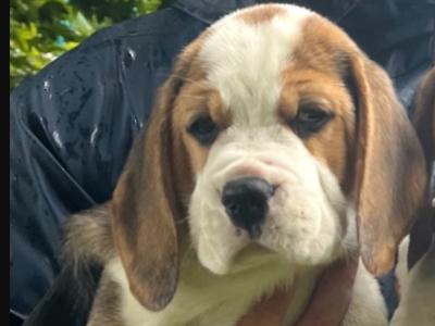 IKC Registered Purebred female Beagle puppy 14 months old in Roscommon
