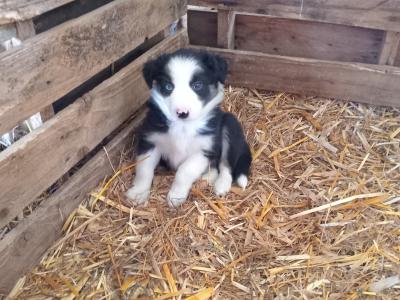 Border Collie puppies in Tipperary