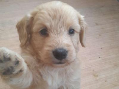 Maltipoochon puppies in Offaly