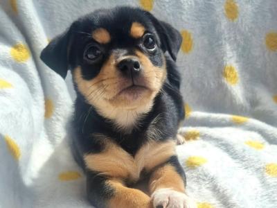 Unique Jug puppies *1 left