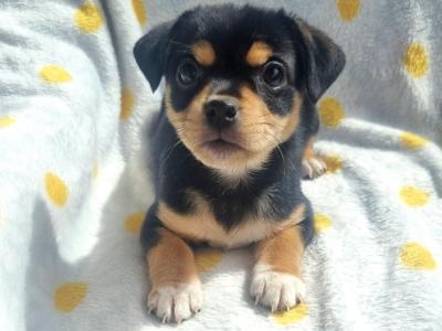 Unique Jug puppies in Wexford
