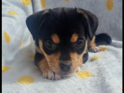 Unique Jug puppies *1 left