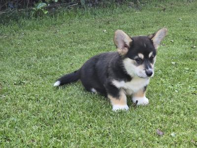 Welsh Corgi Pembroke Puppy – Raised with Love, Backed by Champions