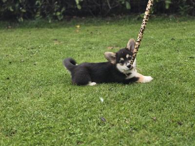 Welsh Corgi Pembroke Puppy – Raised with Love, Backed by Champions