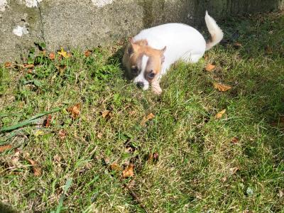 Chihuahua puppies available in Tipperary, 2 female and 1 male