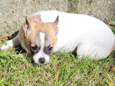 Chihuahua puppies available in Tipperary, 2 female and 1 male