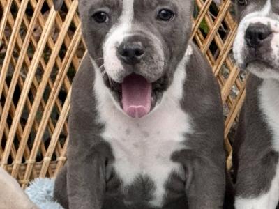 IKC Registered Blue Staffordshire Bull Terrier - Chunky pups