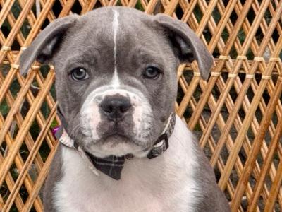 IKC Registered Blue Staffordshire Bull Terrier - Chunky pups