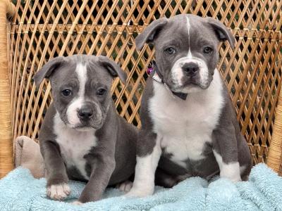 IKC Registered Blue Staffordshire Bull Terrier - Chunky pups