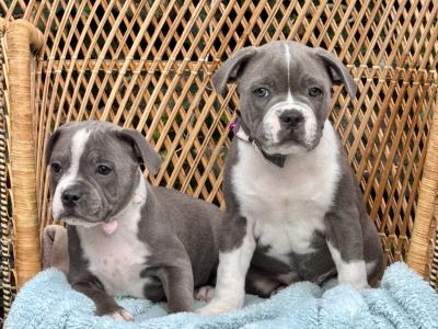 IKC Registered Blue Staffordshire Bull Terrier - Chunky pups