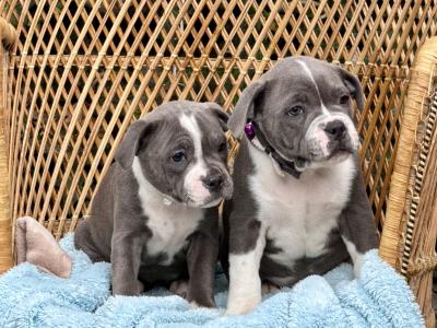 IKC Registered Blue Staffordshire Bull Terrier - Chunky pups