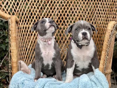 IKC Registered Blue Staffordshire Bull Terrier - Chunky pups