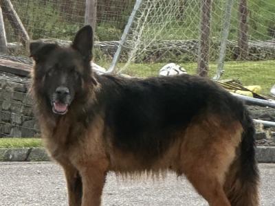 Male Long Haired German Shepherd dog in Kilkenny