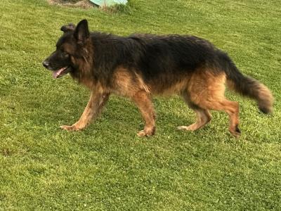 Male Long Haired German Shepherd dog in Kilkenny