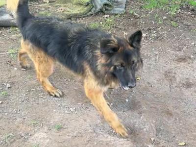 Male Long Haired German Shepherd dog in Kilkenny