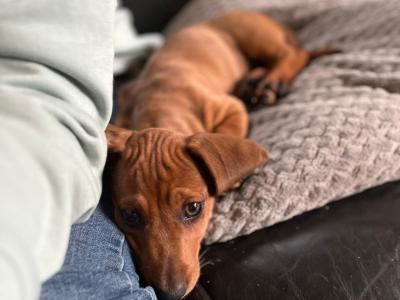 Beautiful red Dachshund puppy in Limerick.  Only 1 boy left! Rare green eyes!
