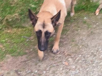 Female Belgian Malinois x German Shepherd puppy 13 months old in Wexford