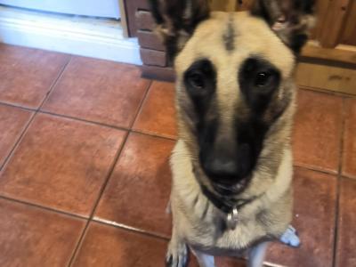 Female Belgian Malinois x German Shepherd puppy 13 months old in Wexford