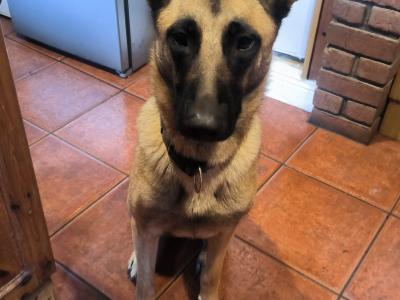 Female Belgian Malinois x German Shepherd puppy 13 months old in Wexford