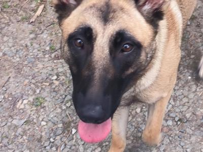 Female Belgian Malinois x German Shepherd puppy 13 months old in Wexford