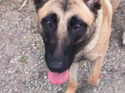 Belgian Malinois/German Shepard