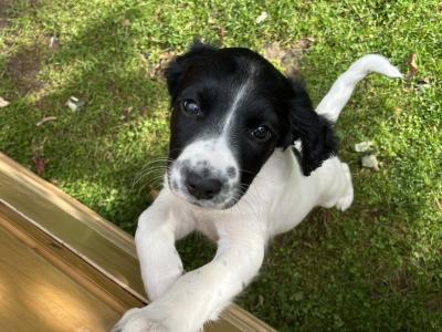 Friendly pups looking for Loving Family
