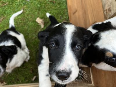 Spring Spaniel x English Setter puppies in Galway