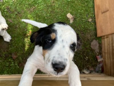 Spring Spaniel x English Setter puppies in Galway