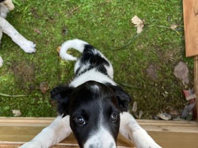Spring Spaniel x English Setter puppies in Galway