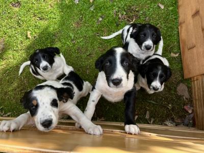 Spring Spaniel x English Setter puppies in Galway