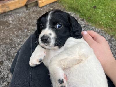 Spring Spaniel x English Setter puppies in Galway