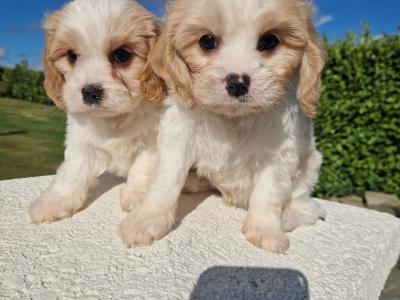 Cavachon puppies in Wexford