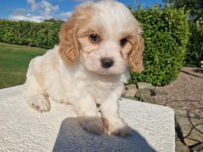 Cavachon puppies in Wexford