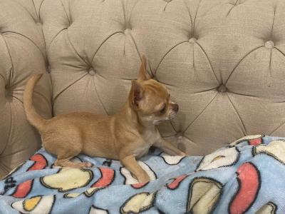 Chihuahua puppies available in Tipperary, 2 female and 1 male