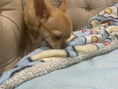 Chihuahua puppies available in Tipperary, 2 female and 1 male