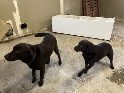 2 Chocolate Labradors, 1 IKC Registered for sale in Limerick