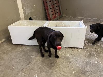 2 Chocolate Labradors, 1 IKC Registered for sale in Limerick