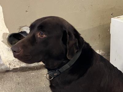 2 Chocolate Labradors, 1 IKC Registered for sale in Limerick