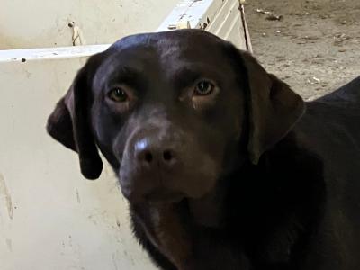 2 Chocolate Labradors, 1 IKC Registered for sale in Limerick
