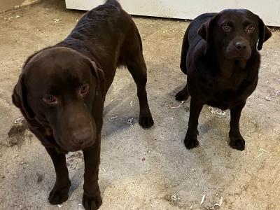 2 Chocolate Labradors, 1 IKC Registered for sale in Limerick