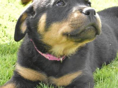 Rottweiler puppies in Meath – 1 male 1 female