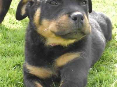 Rottweiler puppies in Meath – 1 male 1 female