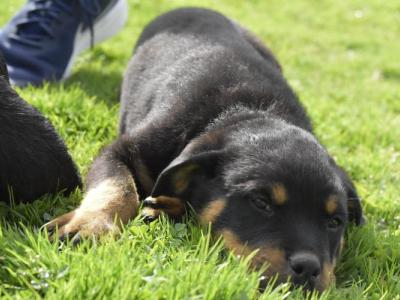 Rottweiler puppies in Meath – 1 male 1 female