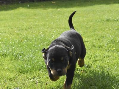 Rottweiler puppies in Meath – 1 male 1 female