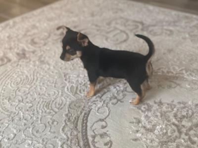 1 beautiful Chihuahua puppy left looking for their forever loving home