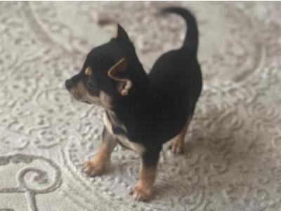 1 beautiful Chihuahua puppy left looking for their forever loving home