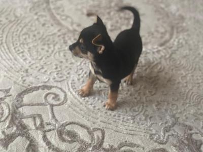 1 beautiful Chihuahua puppies looking for their forever loving home