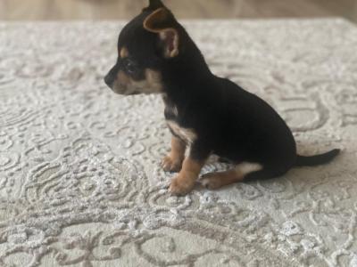 1 beautiful Chihuahua puppy left looking for their forever loving home