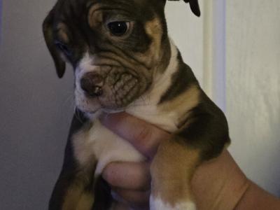 Olde English Bulldog puppies in Antrim