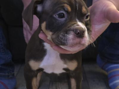 Olde English Bulldog puppies in Antrim